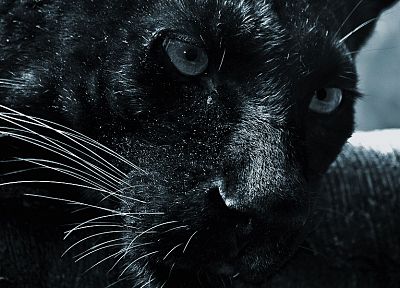 черный цвет, кошки, животные, пантеры - обои на рабочий стол