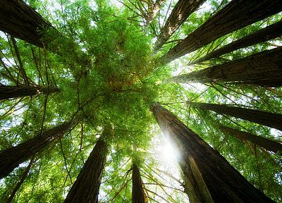 природа, деревья, леса - копия обоев рабочего стола