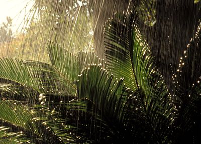 природа, деревья, дождь, джунгли, леса, растения, папоротники - обои на рабочий стол