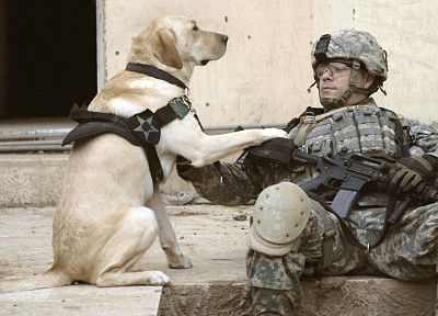 солдаты, армия, военный, животные, собаки, люди - обои на рабочий стол