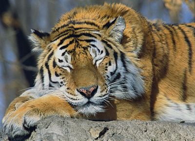 животные, тигры, Россия, спальный, Сибирский тигр - случайные обои для рабочего стола