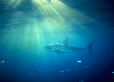 океан, белый, акулы - случайные обои для рабочего стола