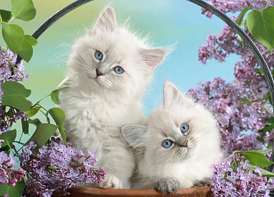 кошки, голубые глаза, цветы - обои на рабочий стол