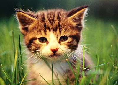 кошки, животные, трава, котята, ребенок животных - случайные обои для рабочего стола