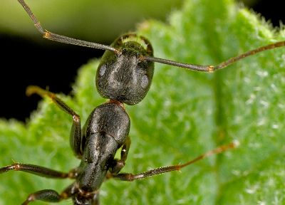 природа, лист, насекомые, муравьи - случайные обои для рабочего стола