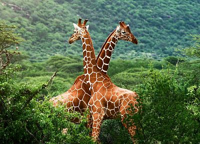 природа, деревья, животные, жирафы - случайные обои для рабочего стола