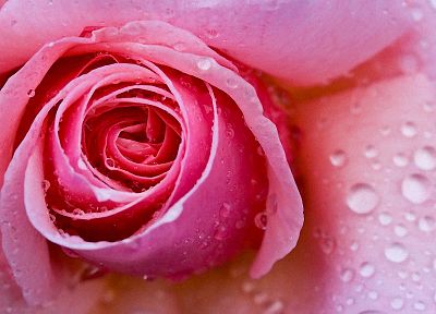 цветы, влажный, капли воды, розы - обои на рабочий стол