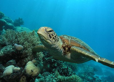 черепахи, водная, под водой, морская - случайные обои для рабочего стола