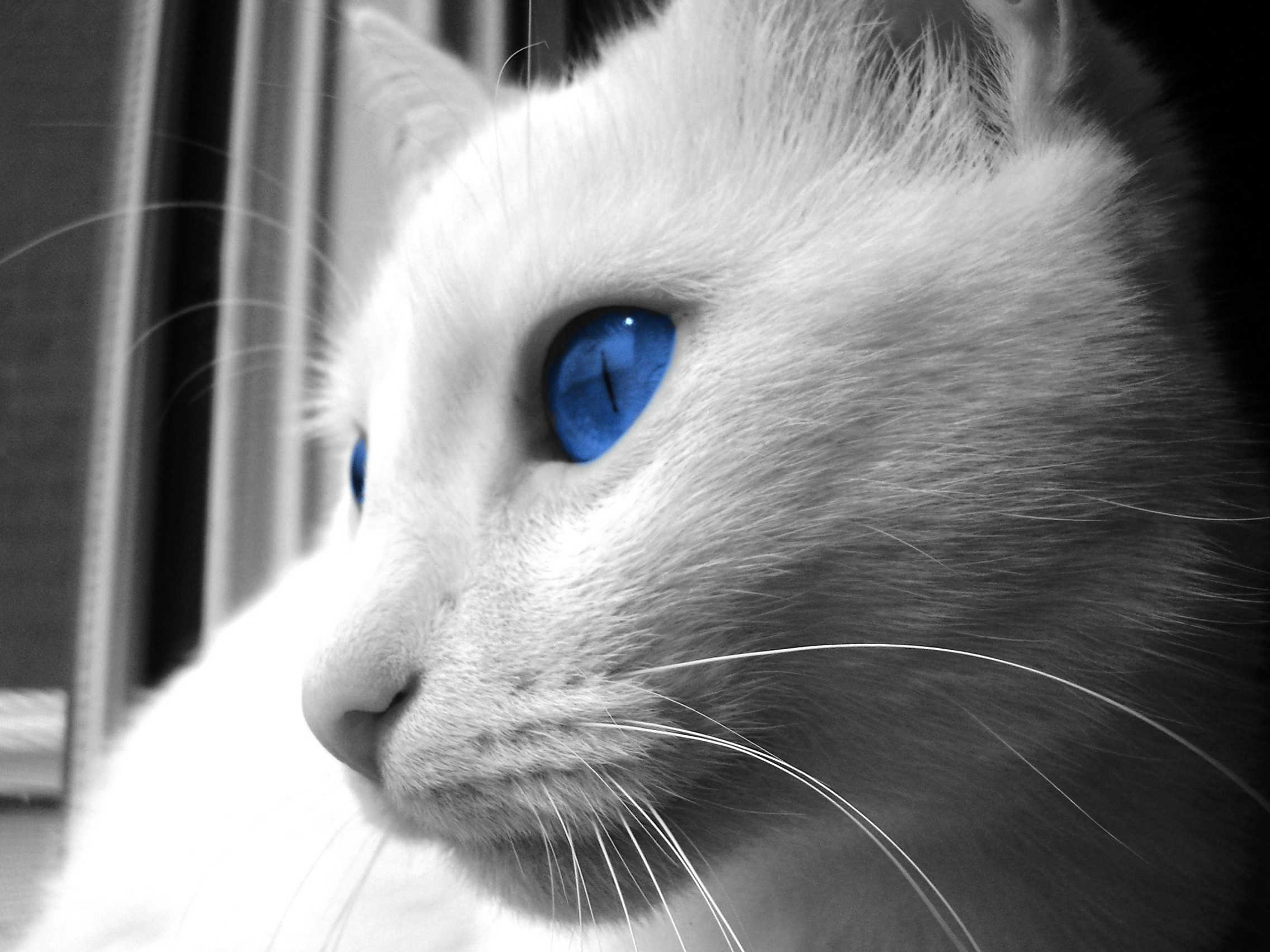 Белый кот с голубыми глазами с открытым ртом
