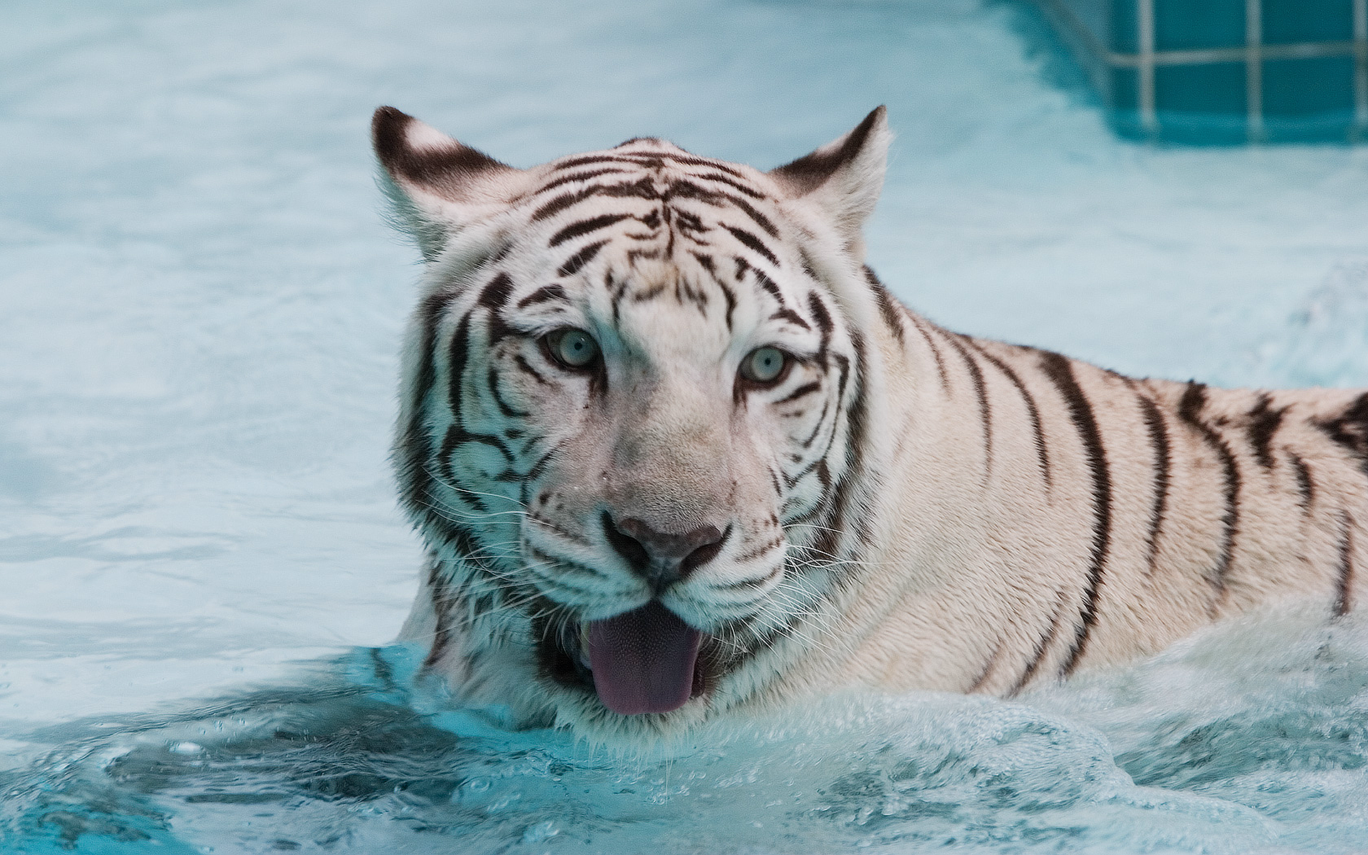 вода, снег, животные, живая природа, белый тигр, язык - обои на рабочий стол