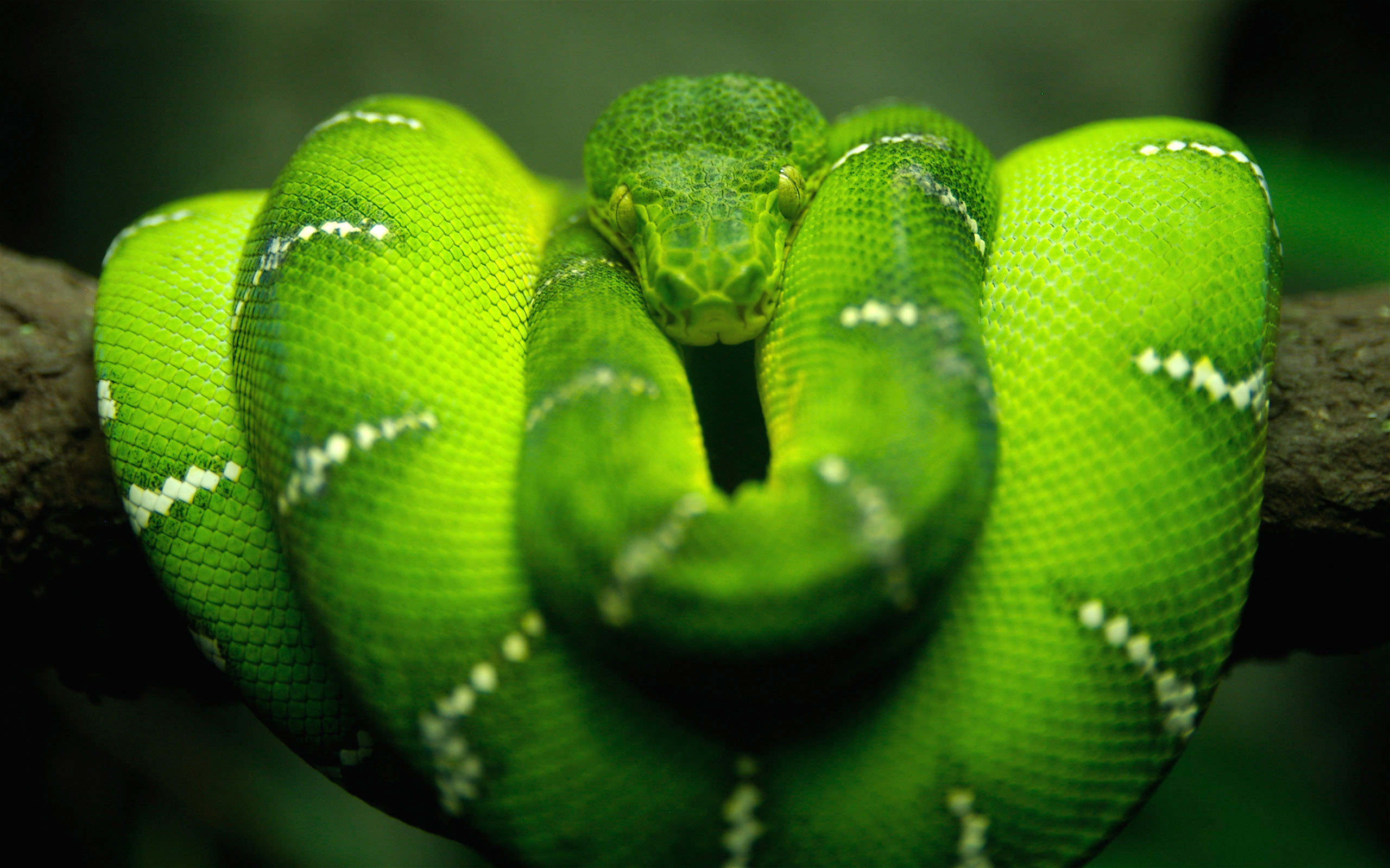 зеленый, змеи, филиалы - обои на рабочий стол