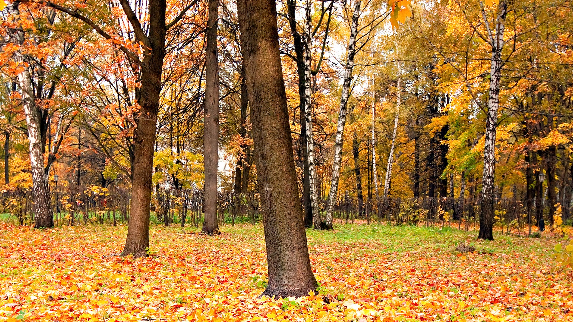 Панорамный снимок леса осенью