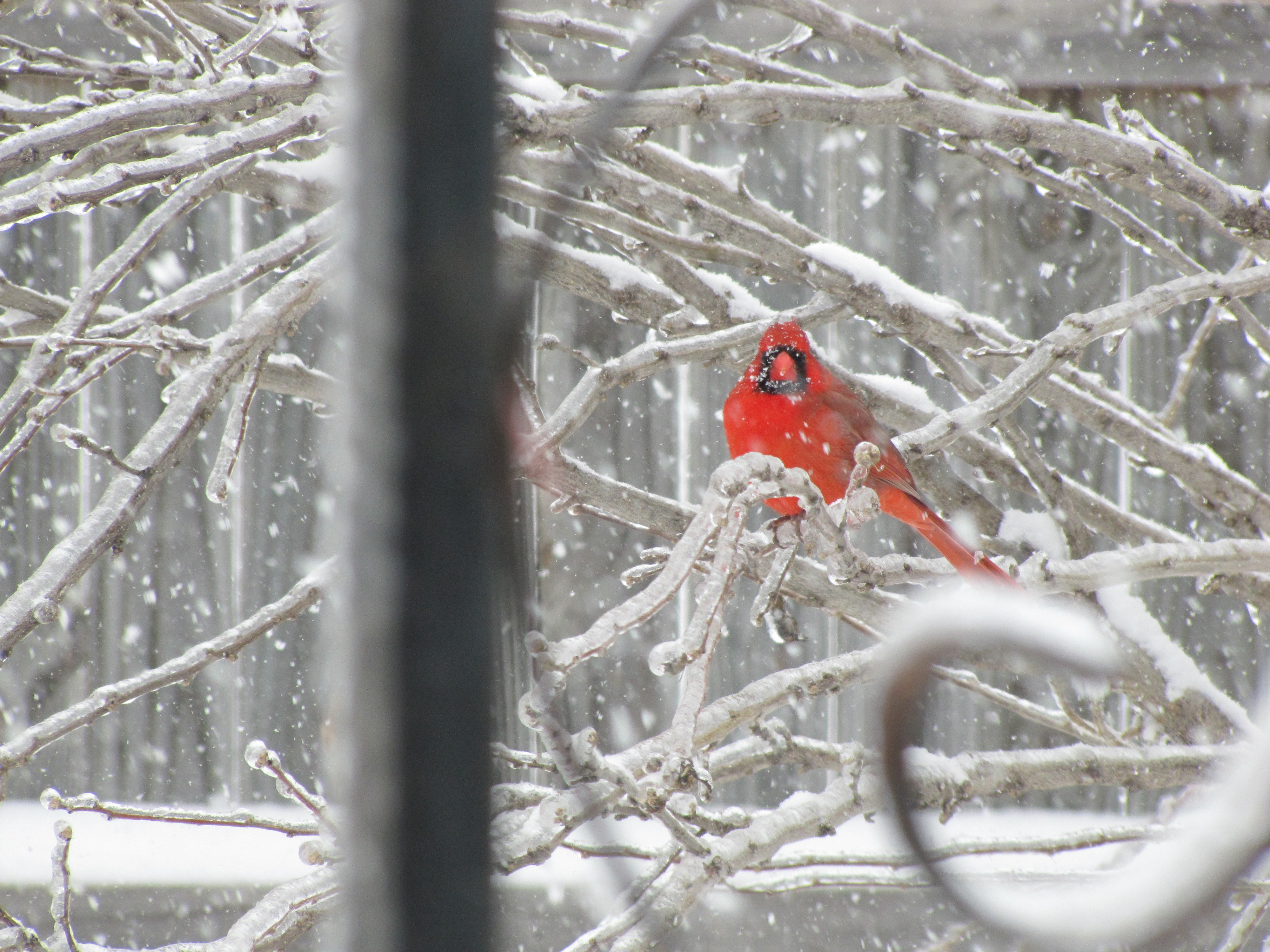 снег, птицы, филиалы, Северный кардинал - обои на рабочий стол