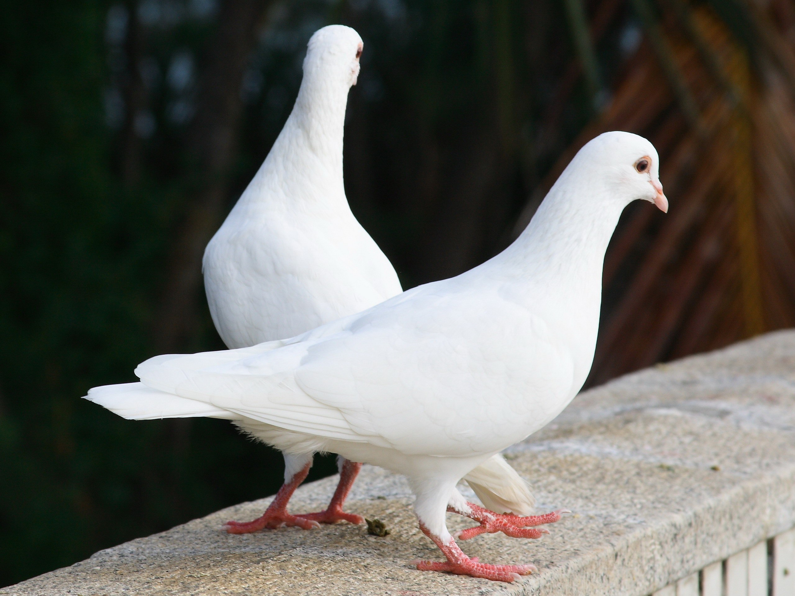 животные, голуби - обои на рабочий стол