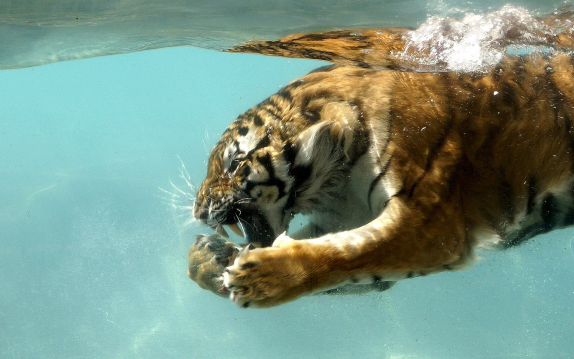 вода, природа, животные, тигры, влажный - обои на рабочий стол
