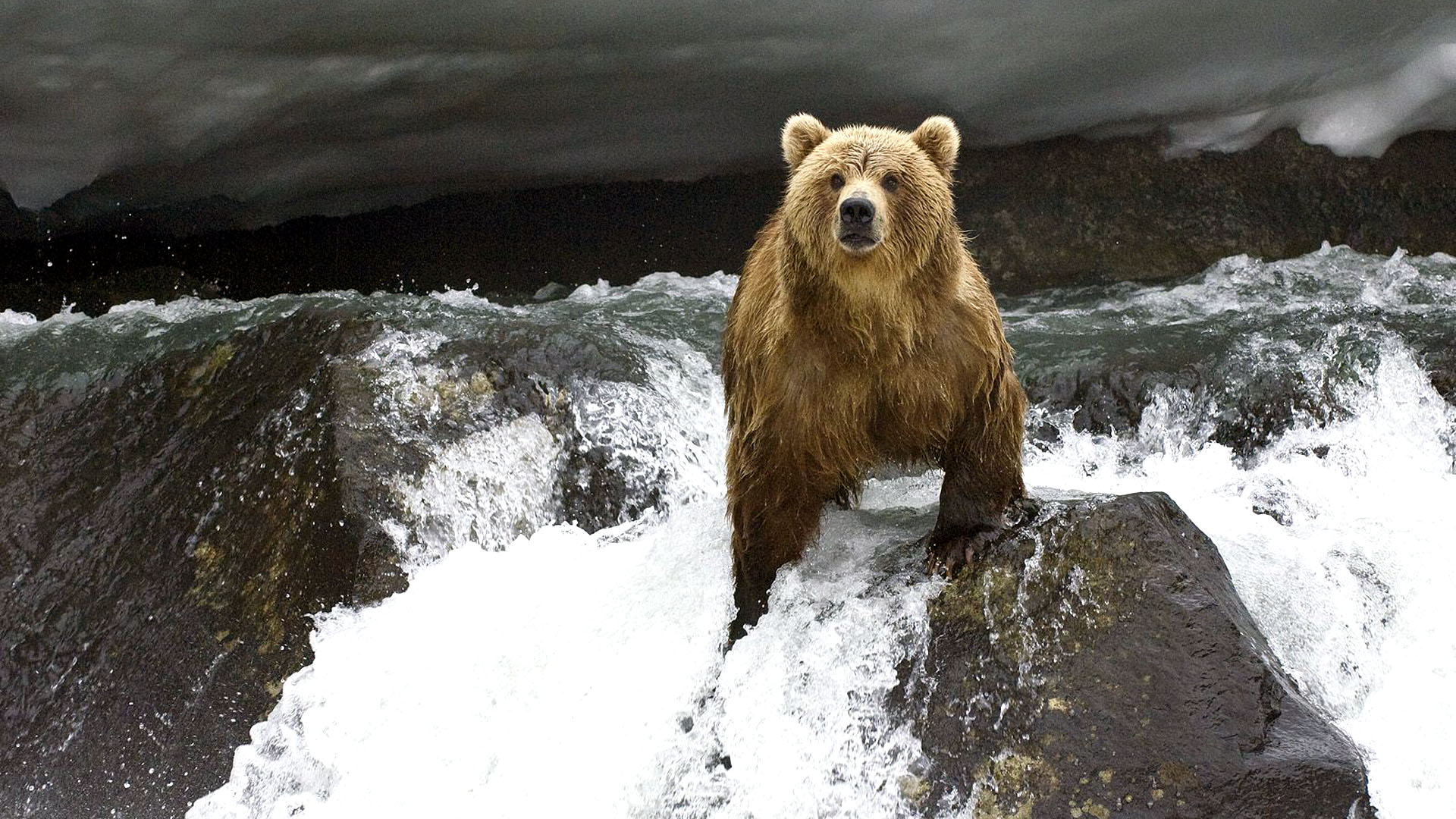 животные, медведи, реки - обои на рабочий стол