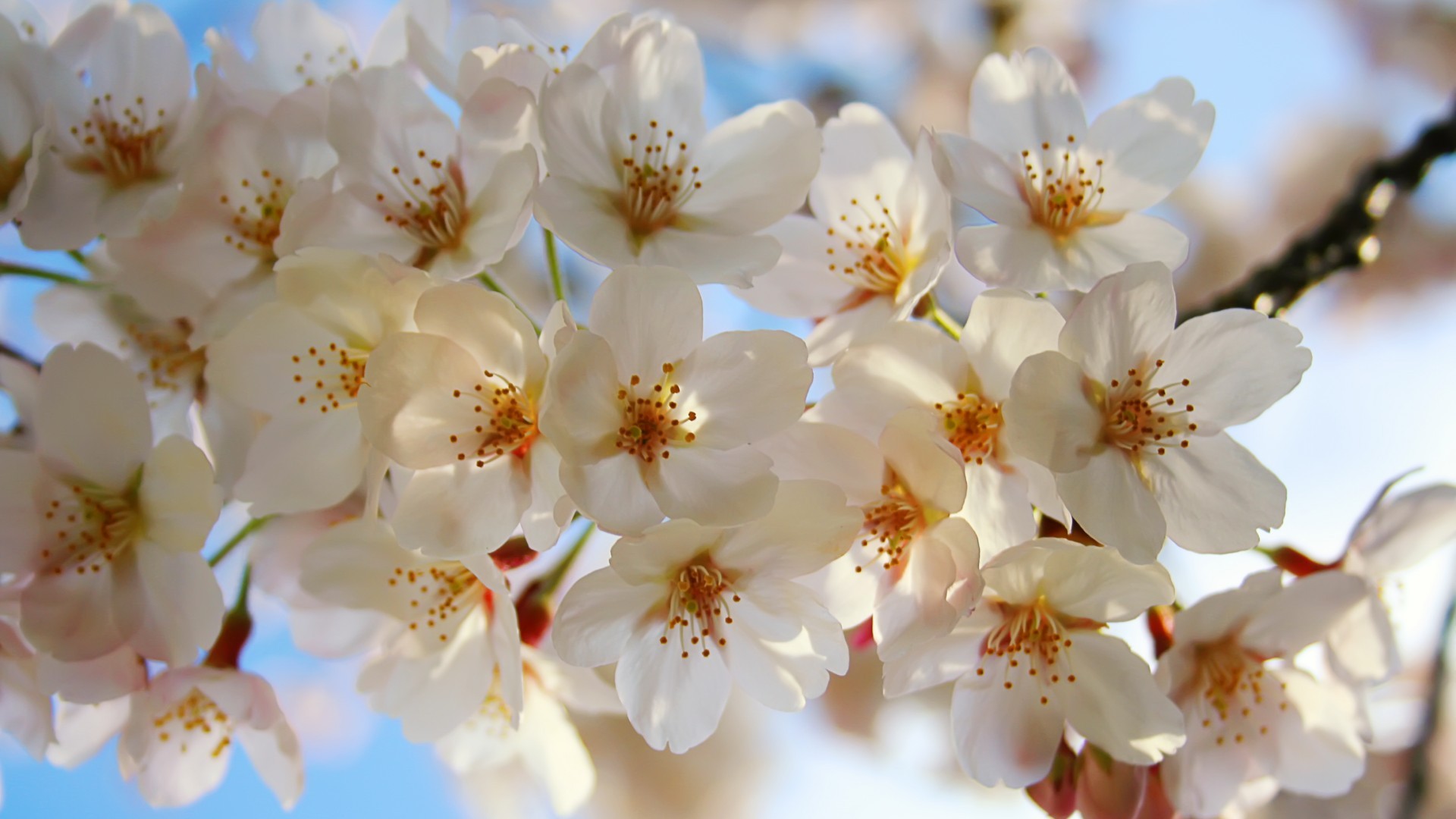 природа, цветы, белые цветы - обои на рабочий стол