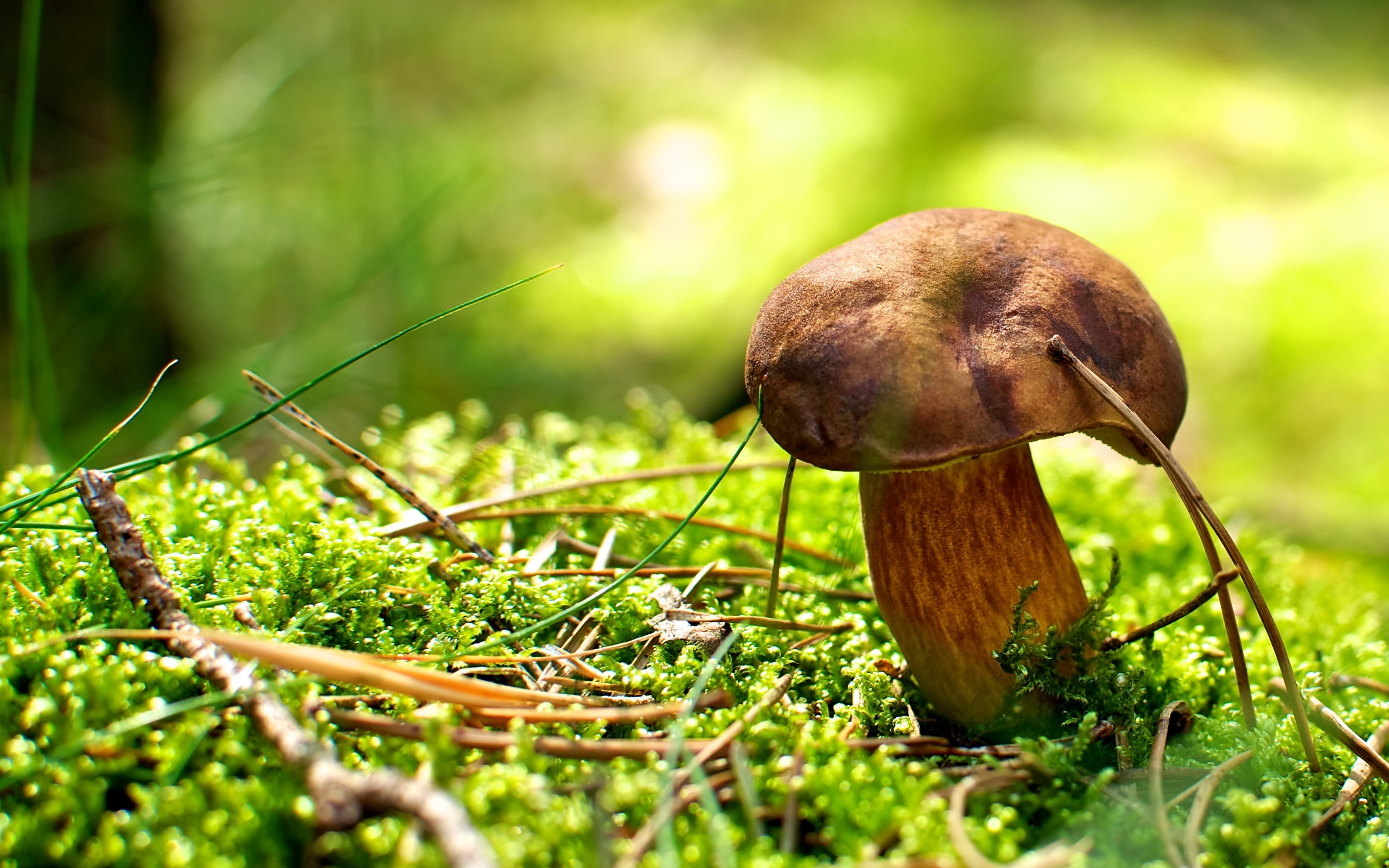 Грибы игла. Грибы в природе. Красивые грибы. Обои на рабочий стол грибы.