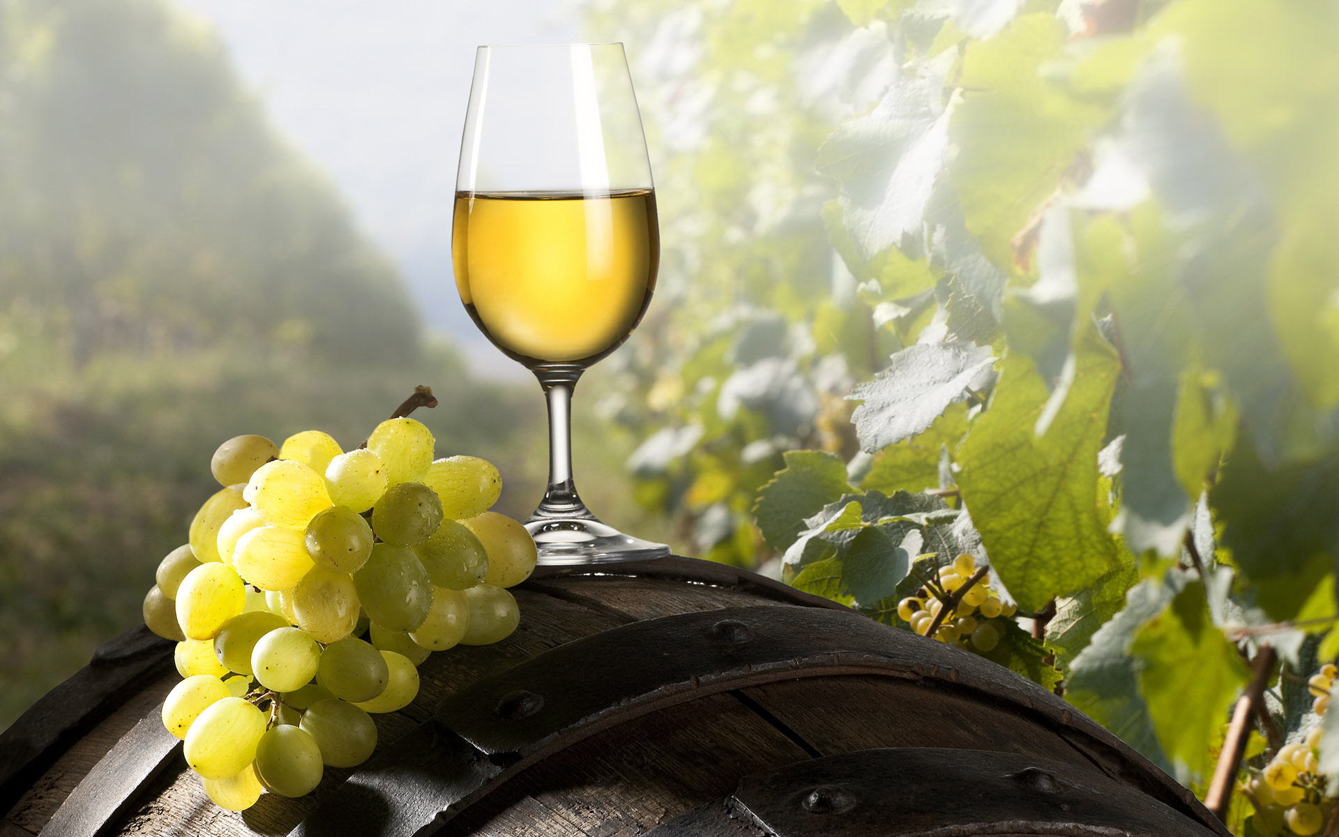 Виноградно лимонного вина. Шардоне виноград. Виноделие, Грузия, виноградник. Виноград Шардоне виноделие. Виноградники Шардоне Италия.