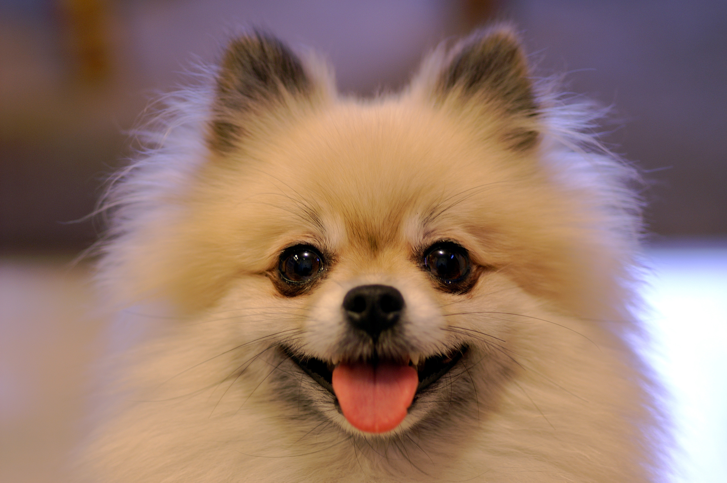 Покажи самых красивых собак. Померанский шпиц. Померанский Пуппи. Померанский шпиц Boo. Шпиц померанский улыбка.
