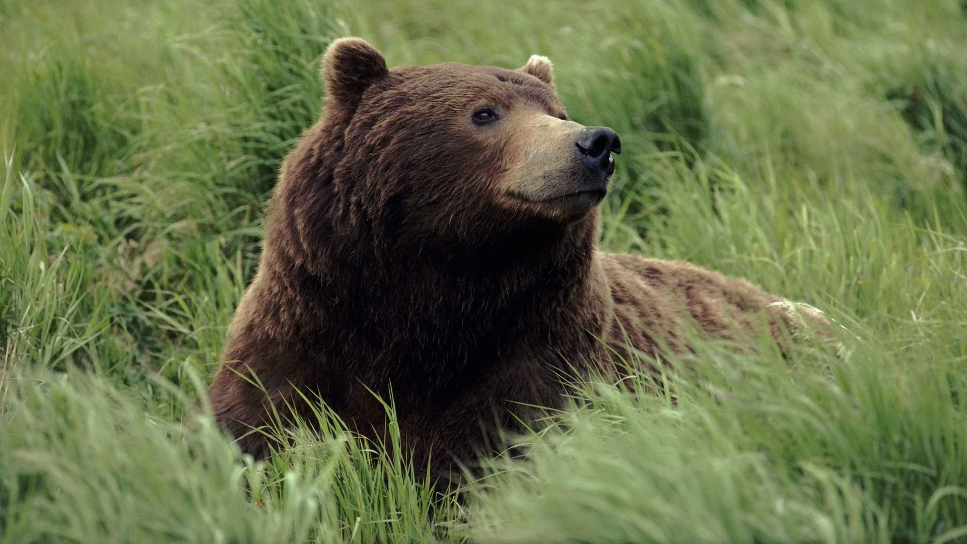 Аляска, медведи гризли, реки - обои на рабочий стол