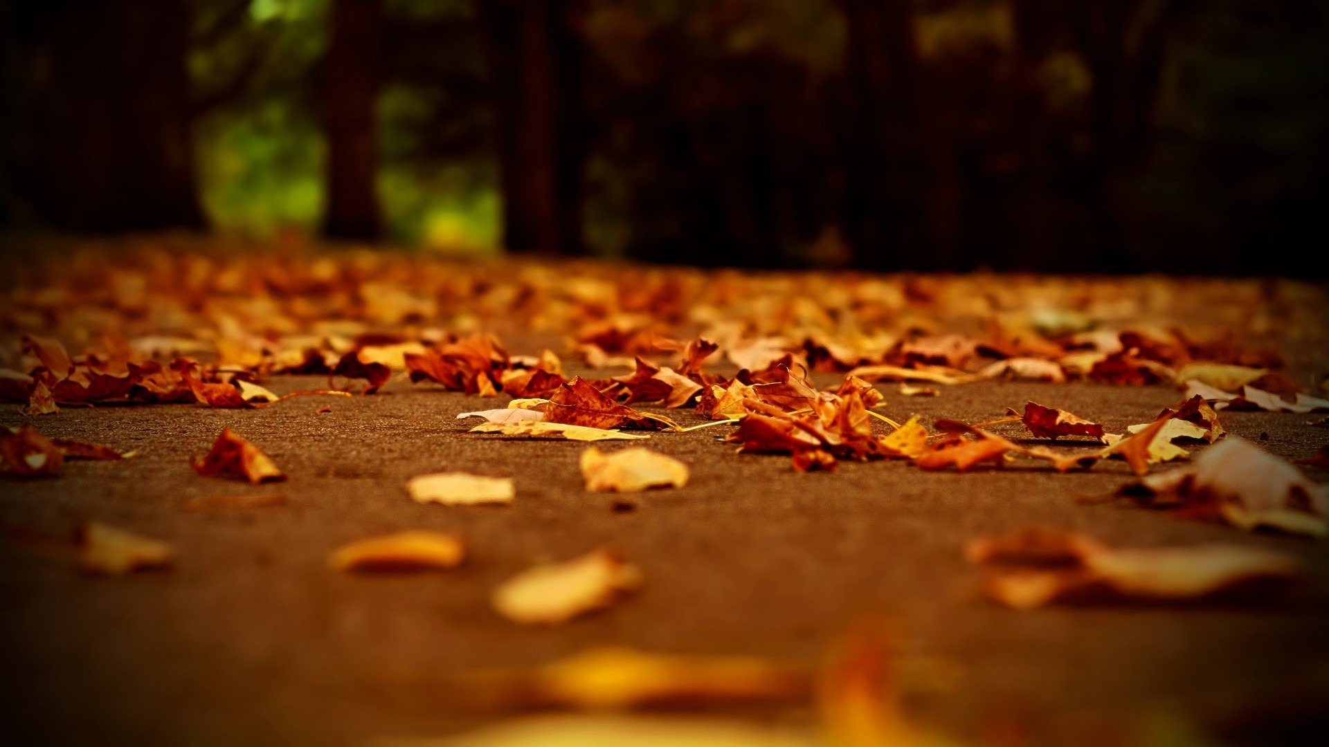 осень, листья, глубина резкости, опавшие листья - обои на рабочий стол