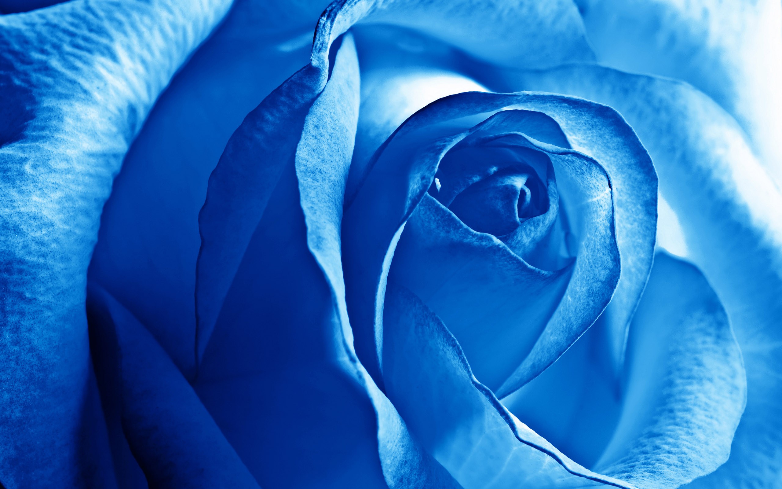 синий, цветы, розы - обои на рабочий стол