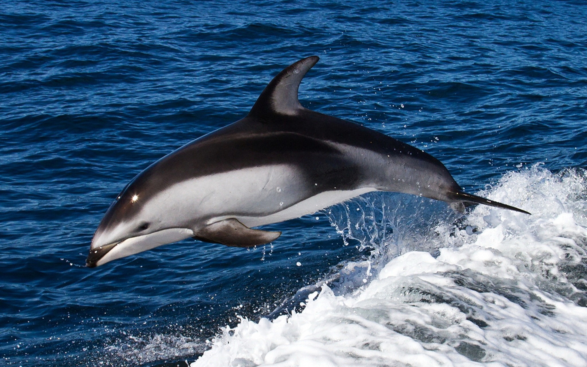 животные, дельфины - обои на рабочий стол
