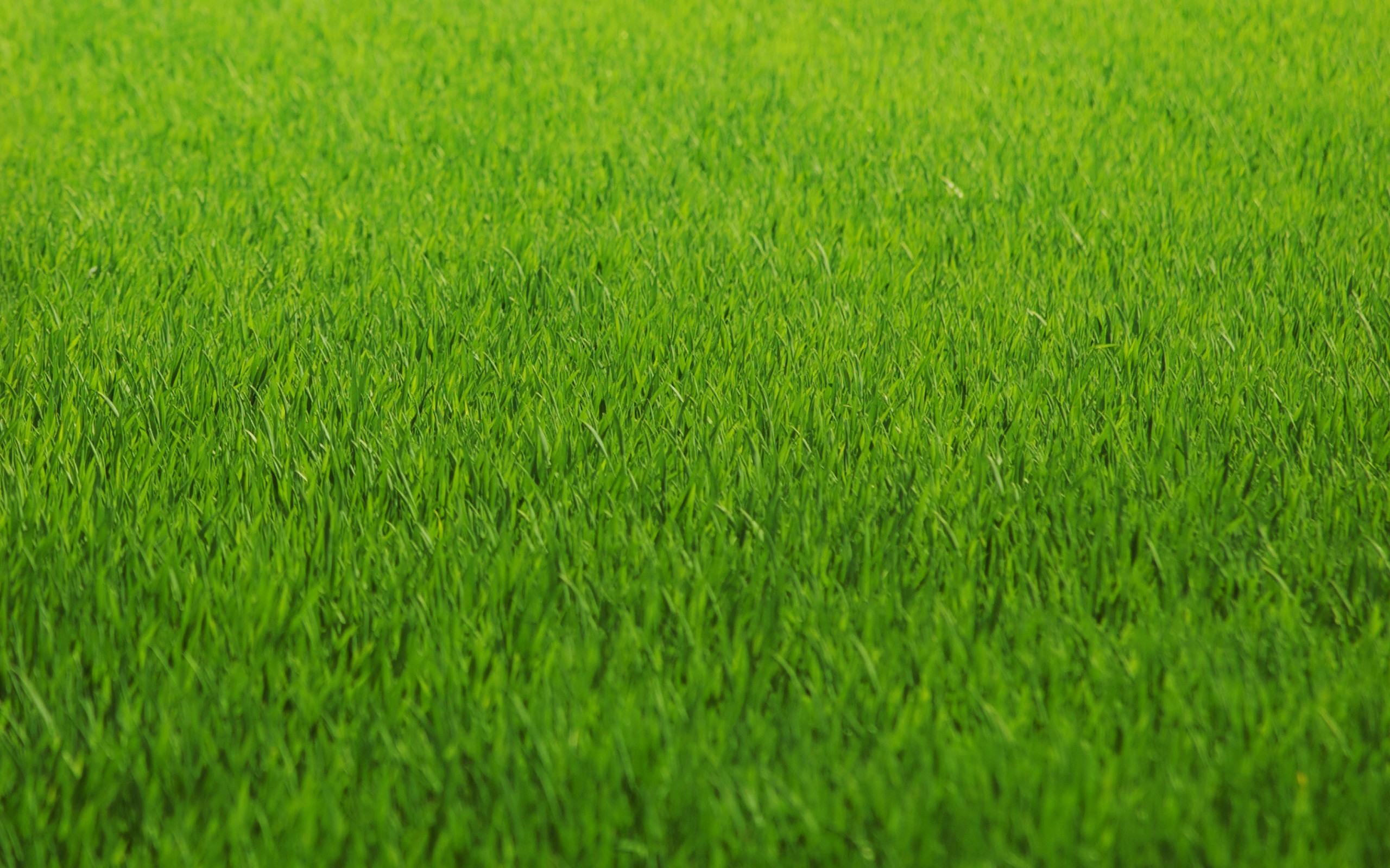 зеленый, природа, трава, поля, газон - обои на рабочий стол
