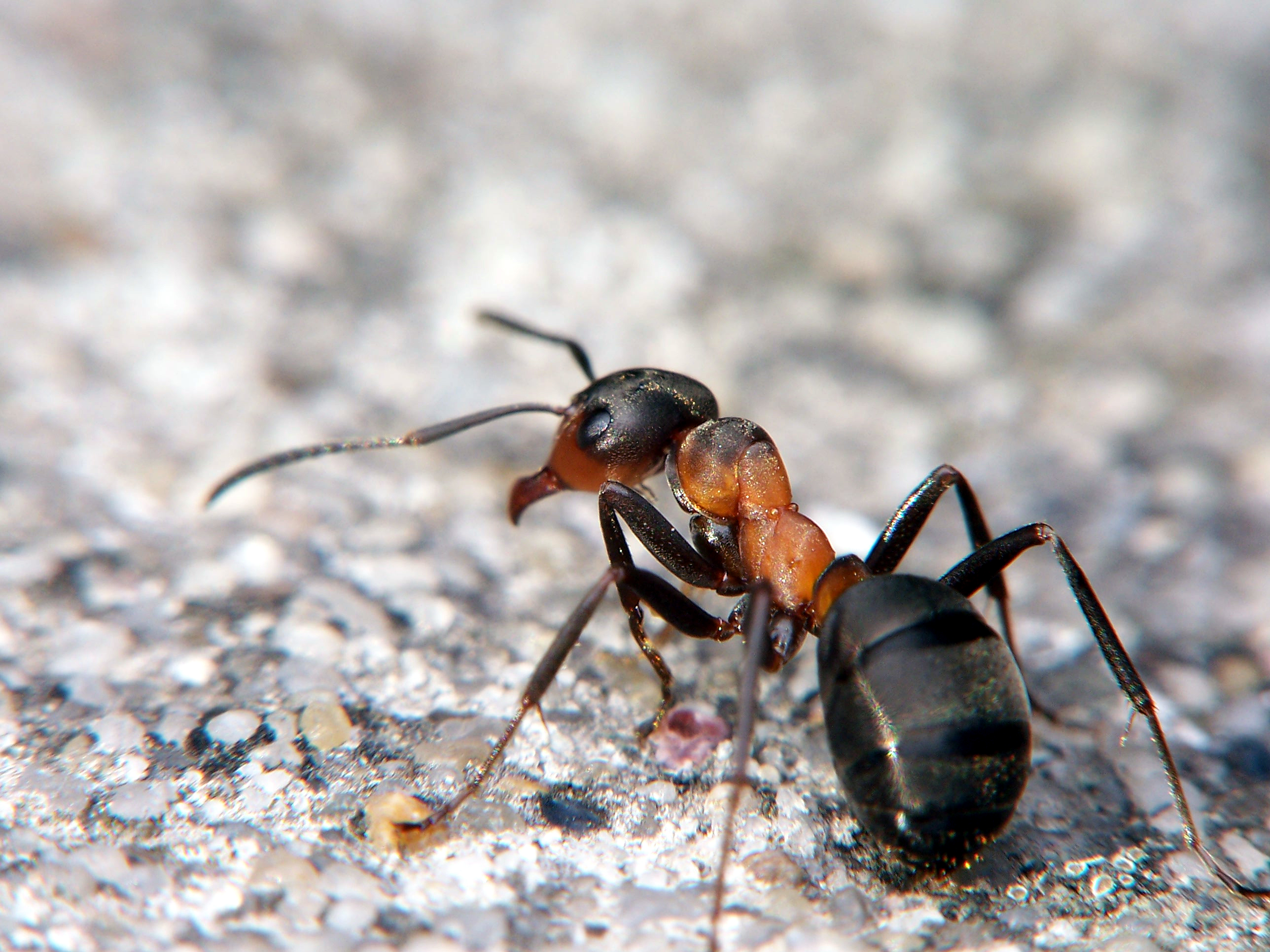 Муравей слушать. Рыжий Лесной муравей (Formica Rufa). Формика Руфа. Муравьи Формика Руфа. Марабунта муравьи.