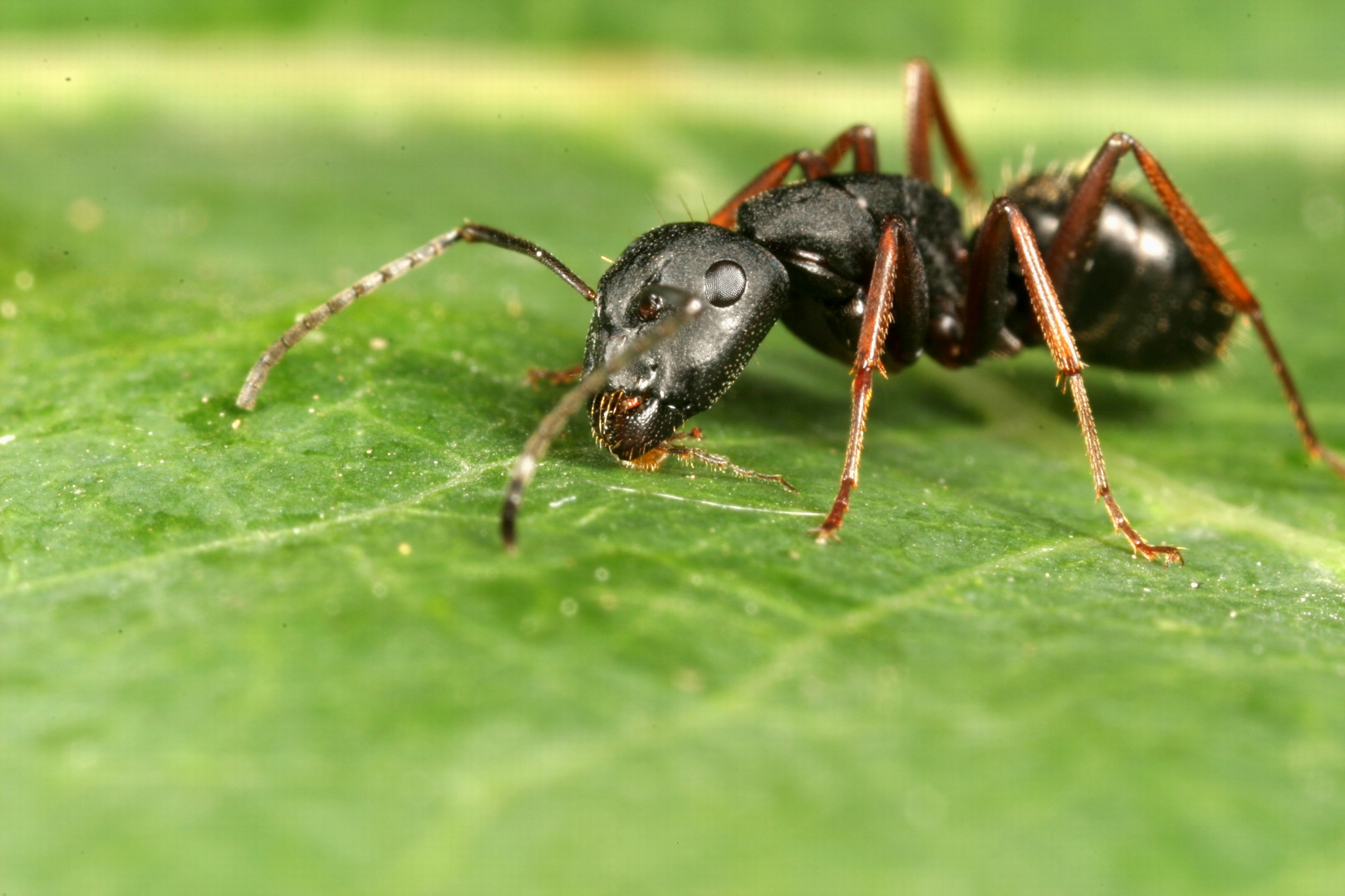 насекомые, муравей - обои на рабочий стол