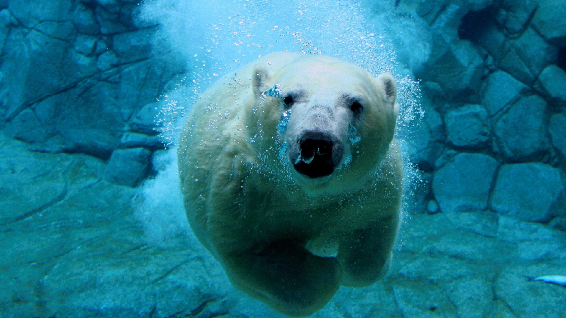 вода, животные, плавать, белые медведи - обои на рабочий стол
