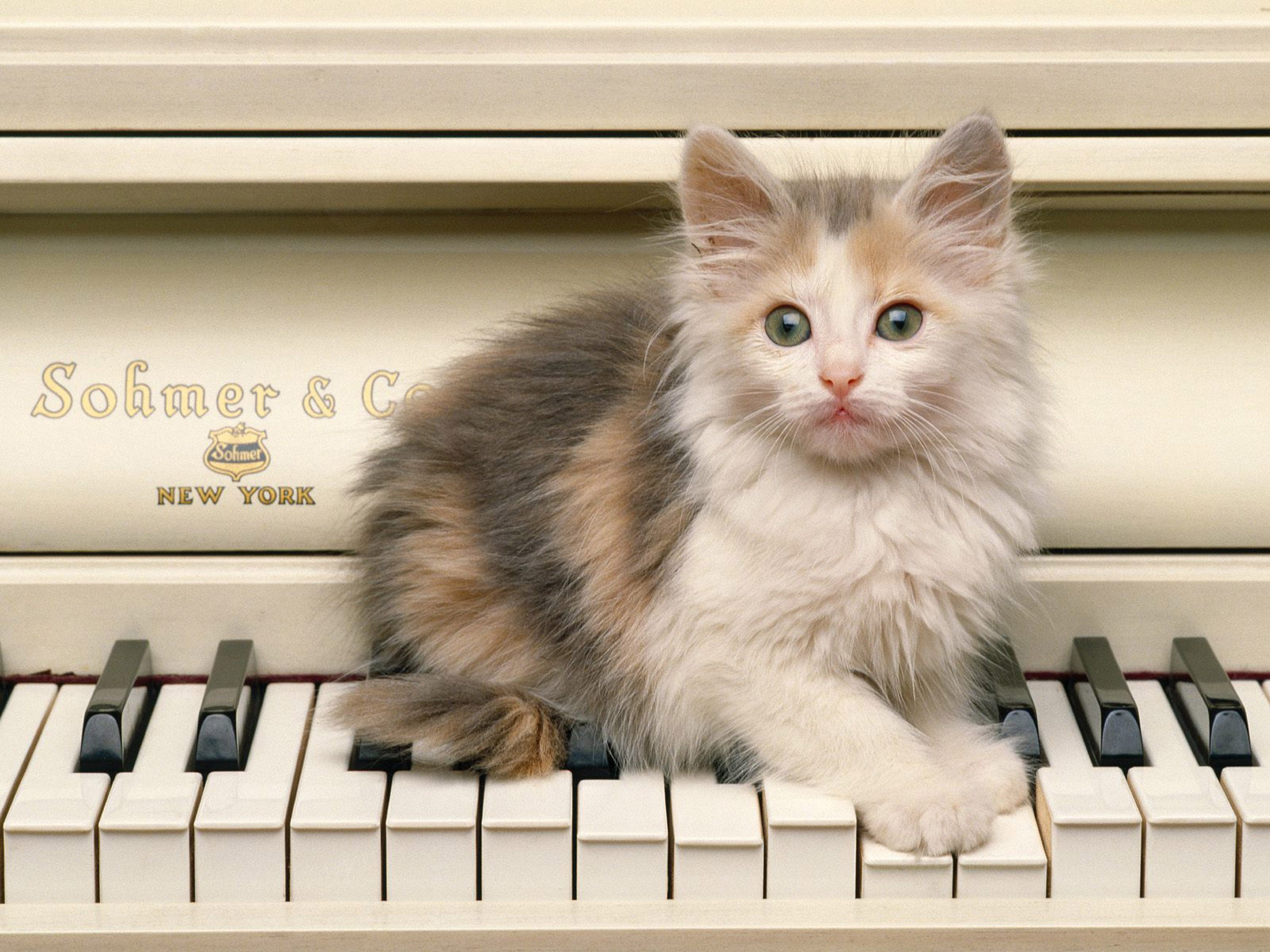 Песня веселая кошка. Пианино «котёнок». Кот на пианино. Музыкальный кот. Кошка на пианино.