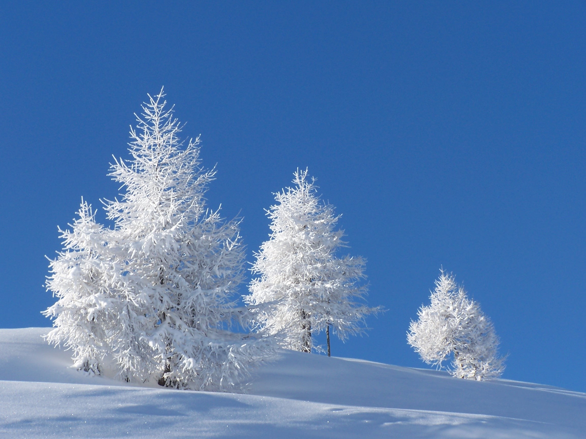 Январские сугробы. Зимняя природа. Красивая зима. Снежная зима. Деревья в снегу.