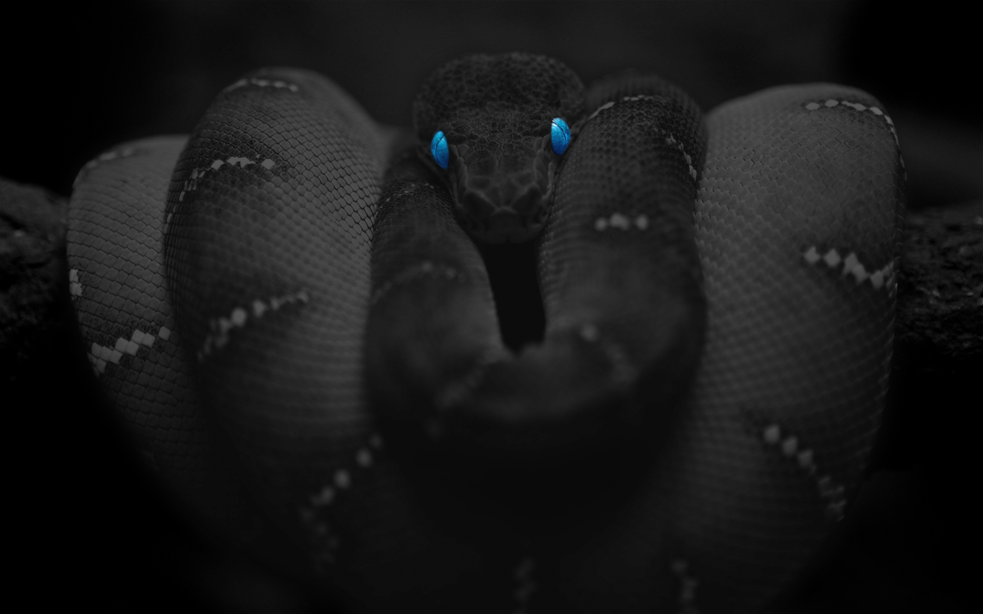 Змей на заставку телефона. Чёрная мамба змея. Змеи на рабочий стол. Змея обои. Змея на черном фоне.