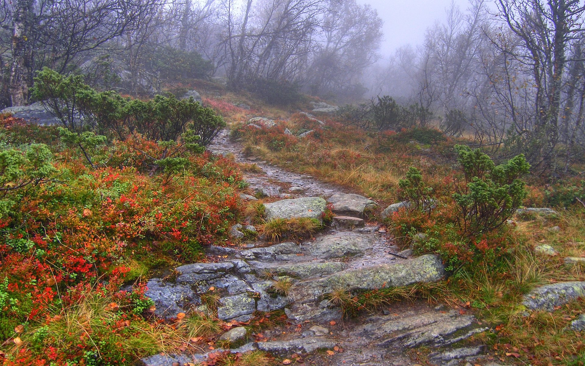 природа, леса, пути, туман, тропа, HDR фотографии - обои на рабочий стол
