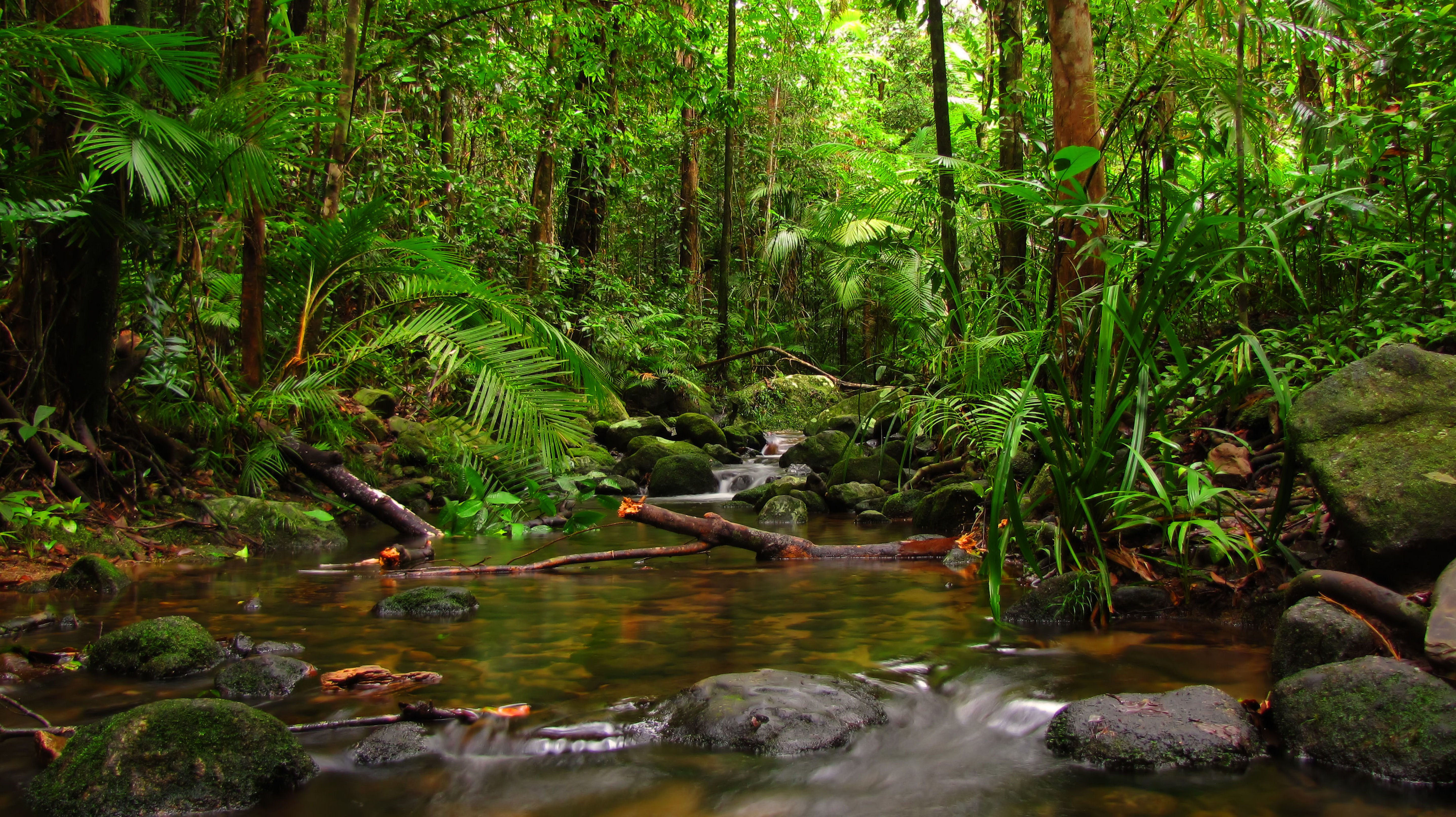 Сила джунглей. Тропические дождевые леса Амазонии. Тайга джунгли Сельва. Тропический лес Синхараджа. Синхараджа Шри Ланка.