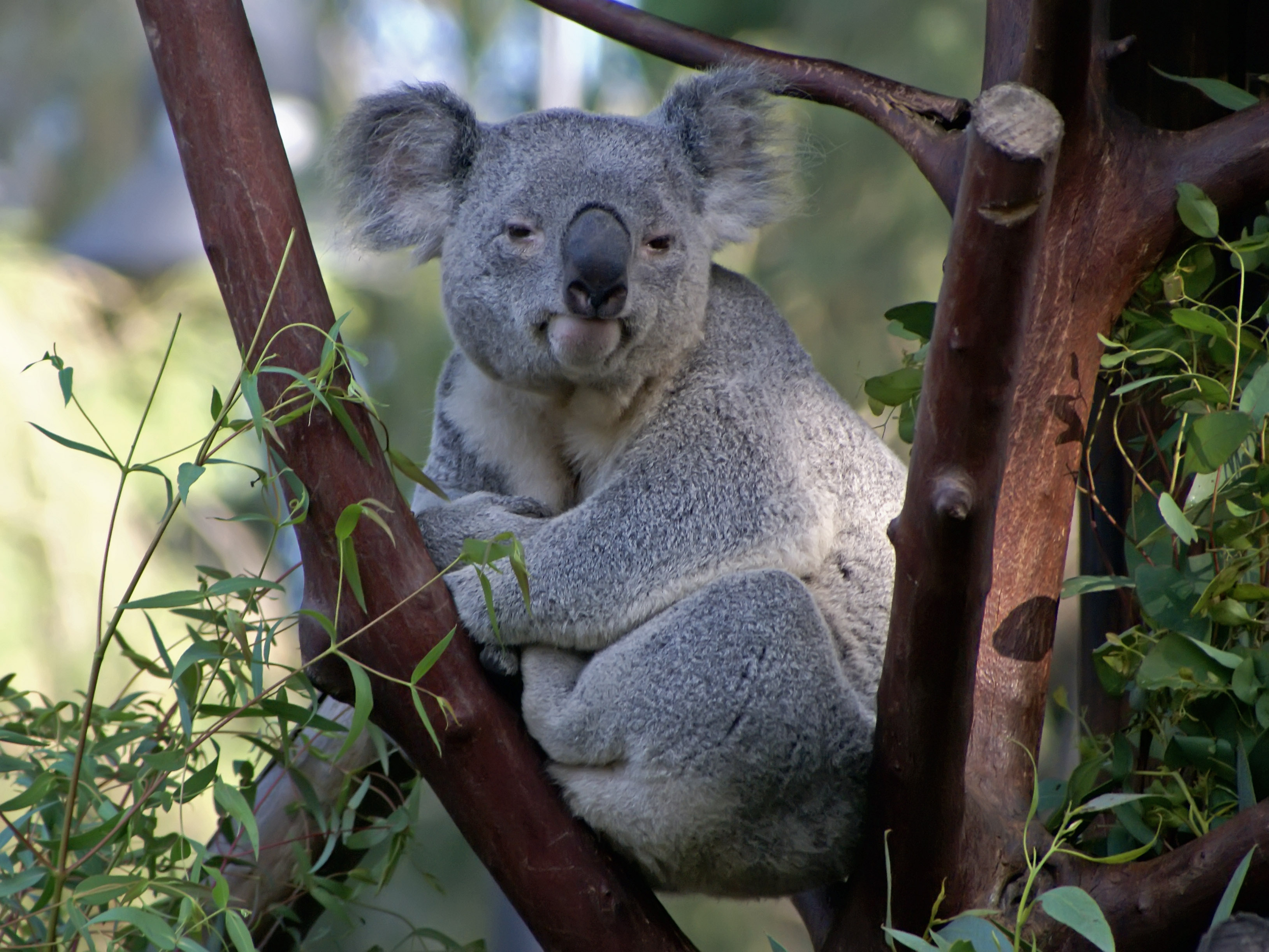Фотография коалы. Животные Австралии коала. Коала сумчатое. Австралия сумчатые коала. Сумчатый мишка коала.