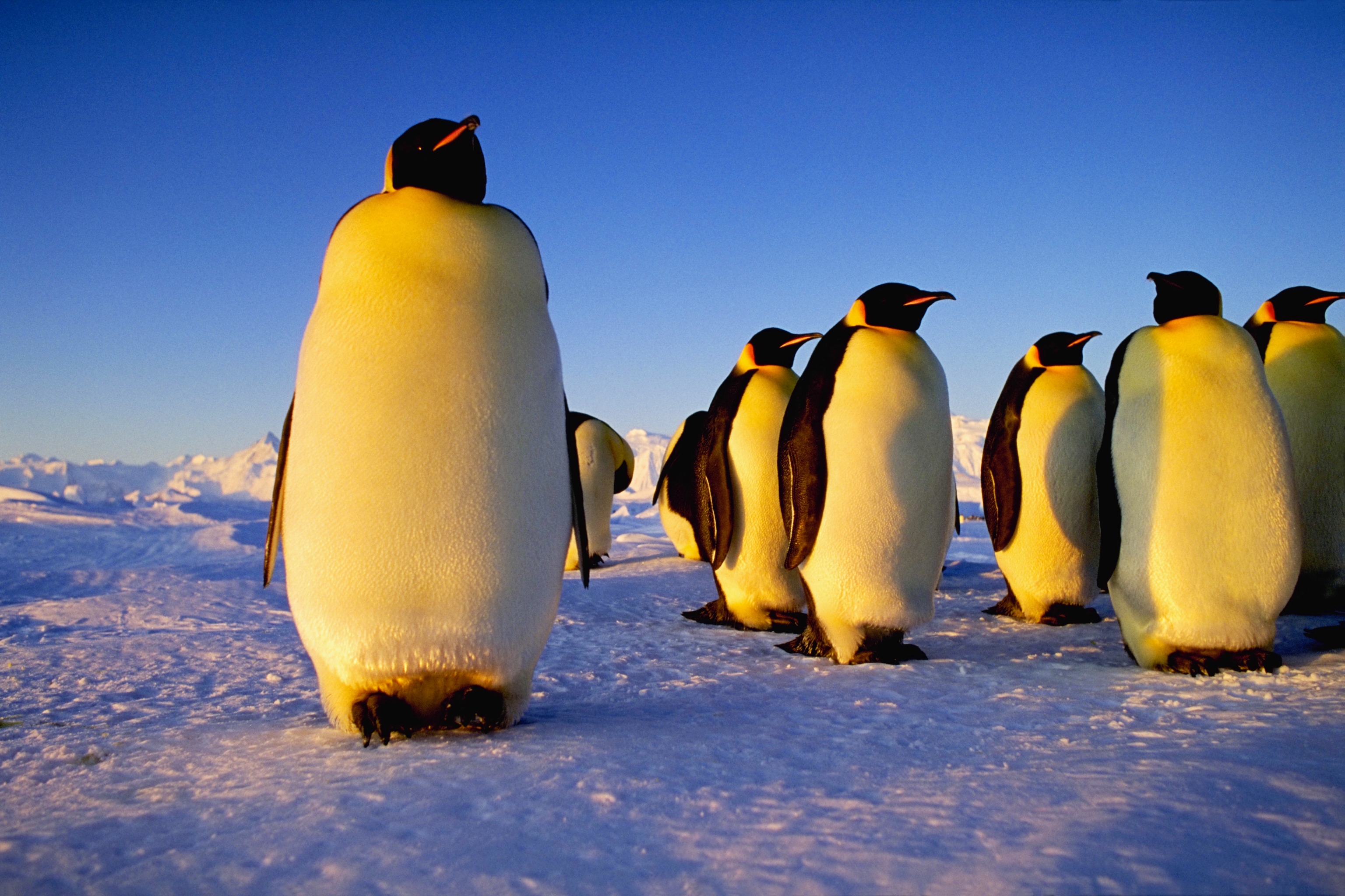 лед, пингвины - обои на рабочий стол
