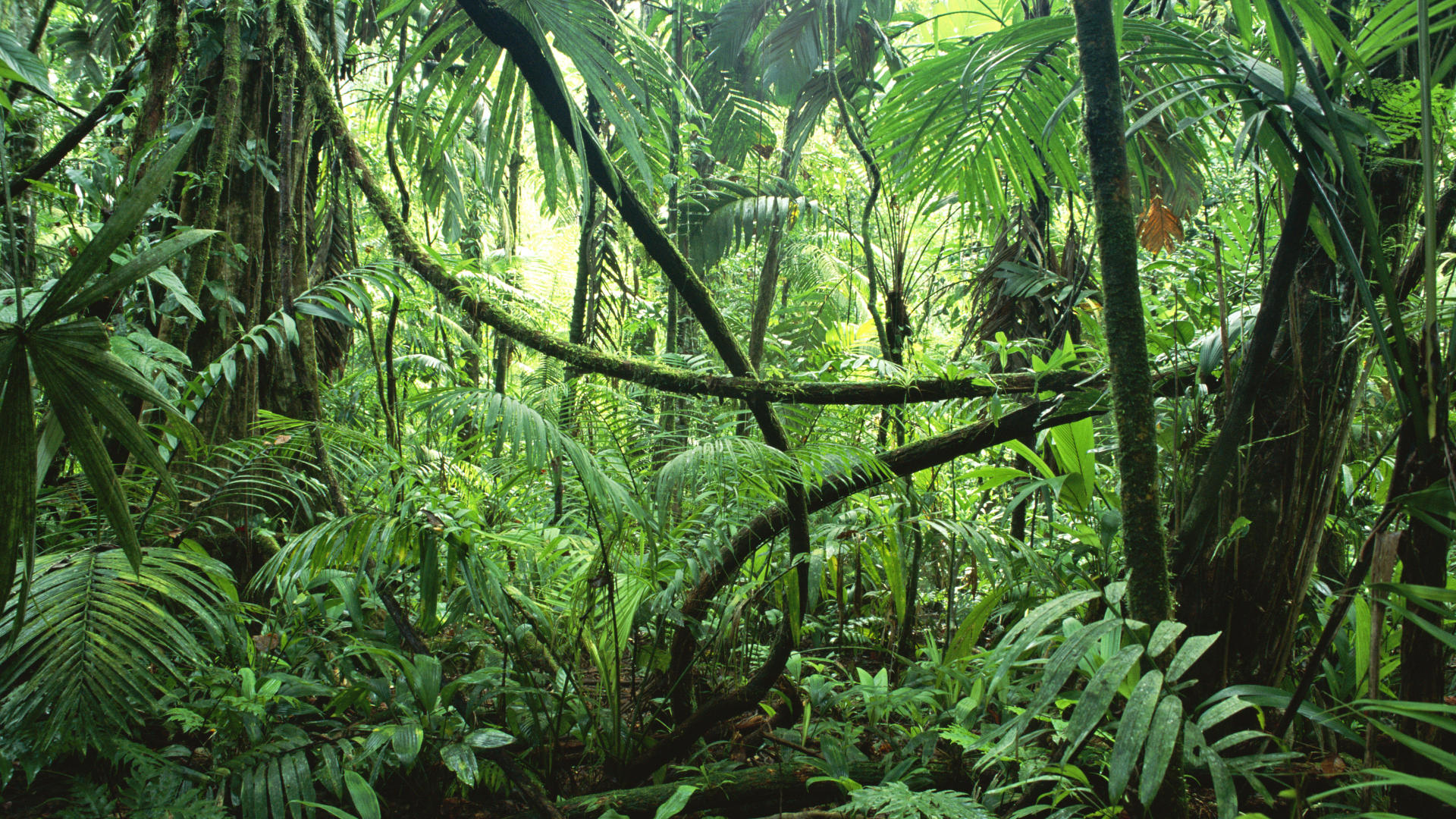 джунгли, леса - обои на рабочий стол