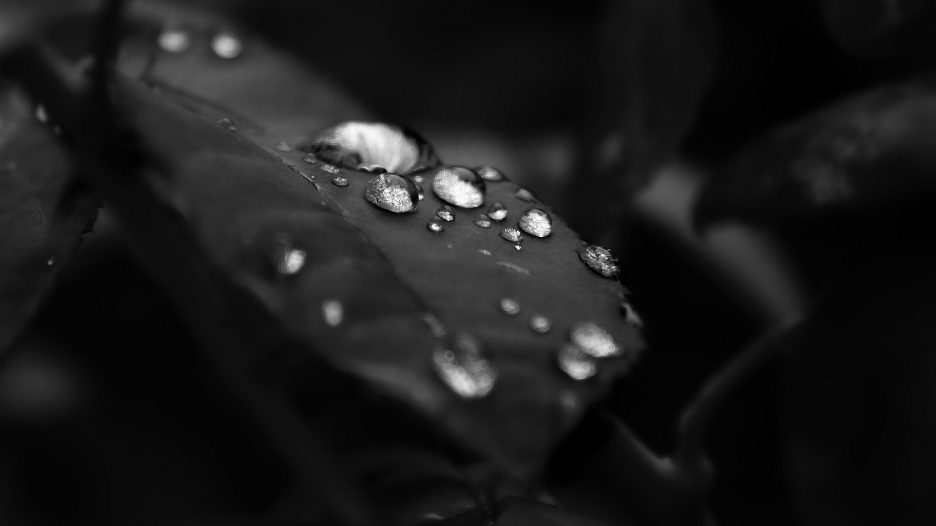 черно-белое изображение, природа, листья, капли воды - обои на рабочий стол