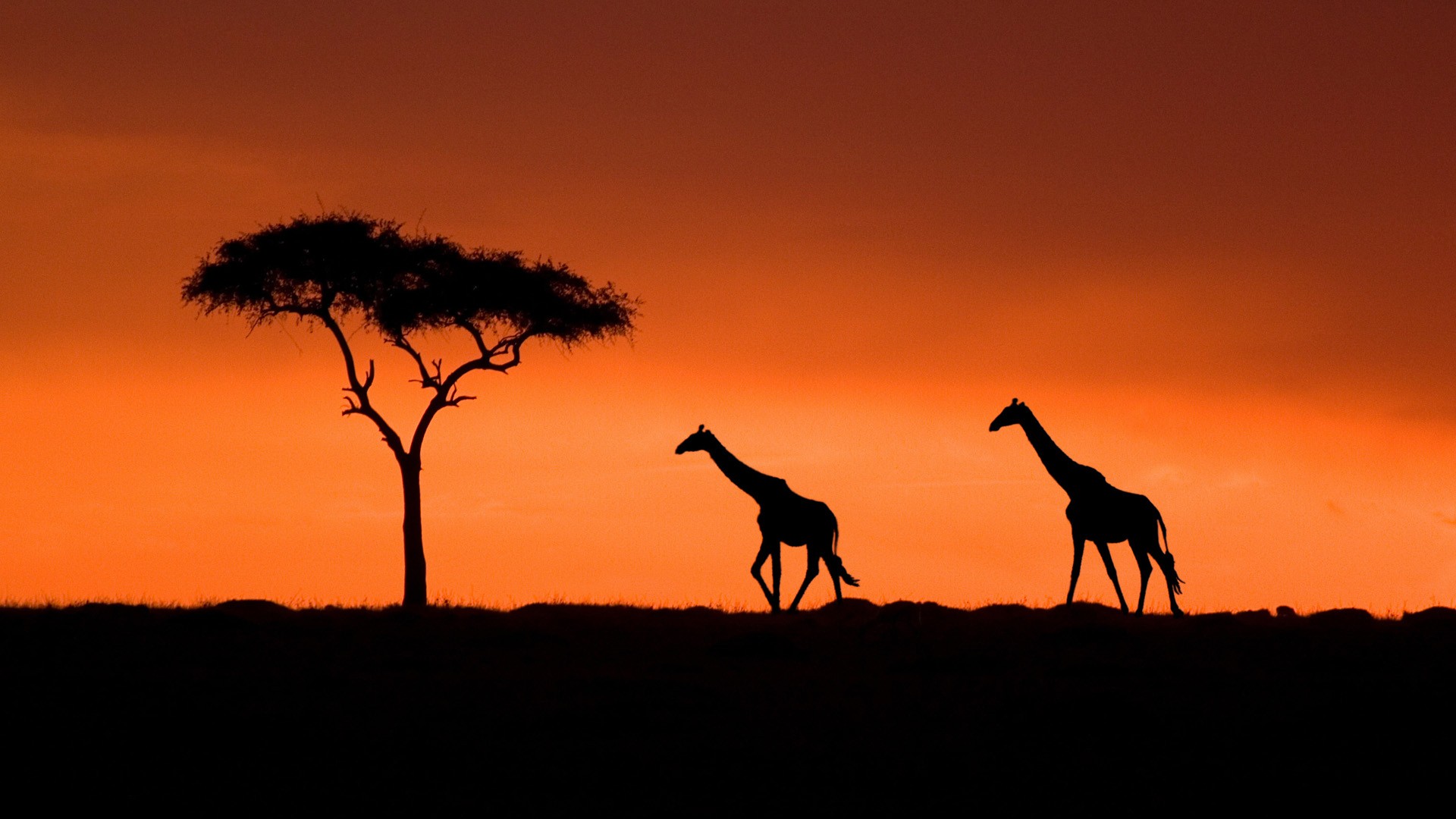 закат, акация, Кения, жирафы - обои на рабочий стол