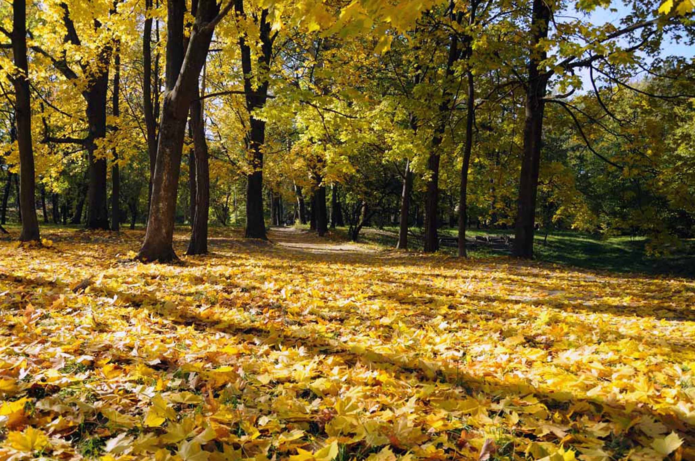 Осенний пейзаж опавшие листья