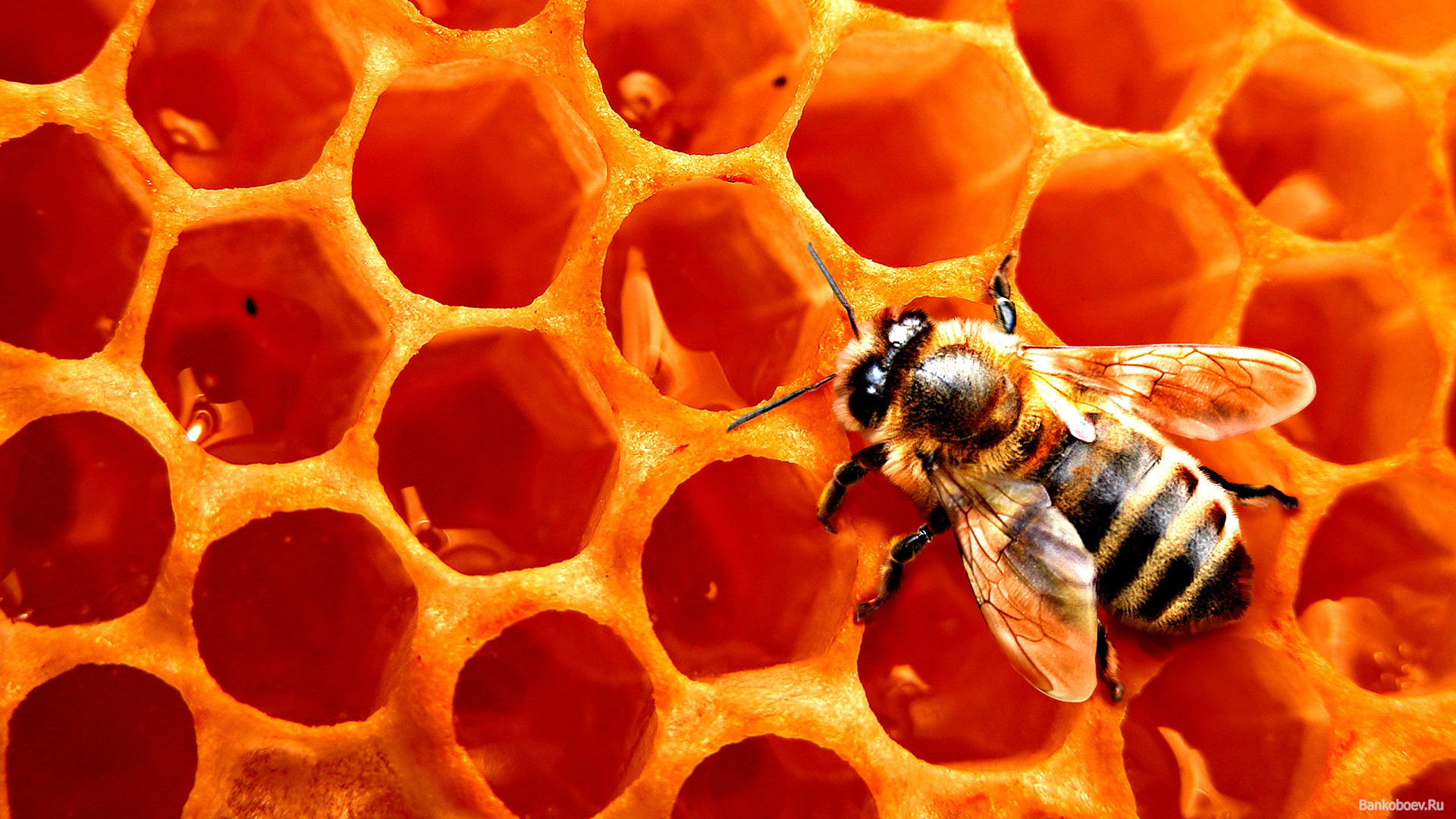 насекомые, соты, пчелы - обои на рабочий стол