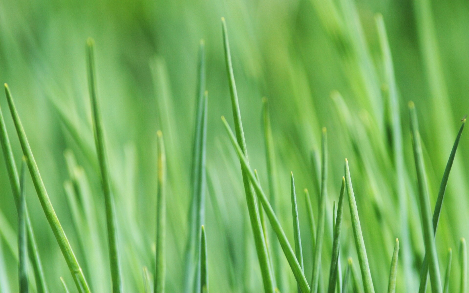 зеленый, природа, трава - обои на рабочий стол
