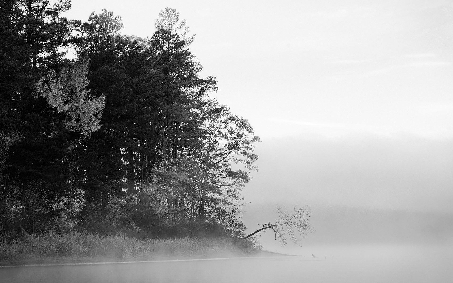 Nature grey. Серый пейзаж. Черно белый лес. Туман. Пейзаж серого цвета.