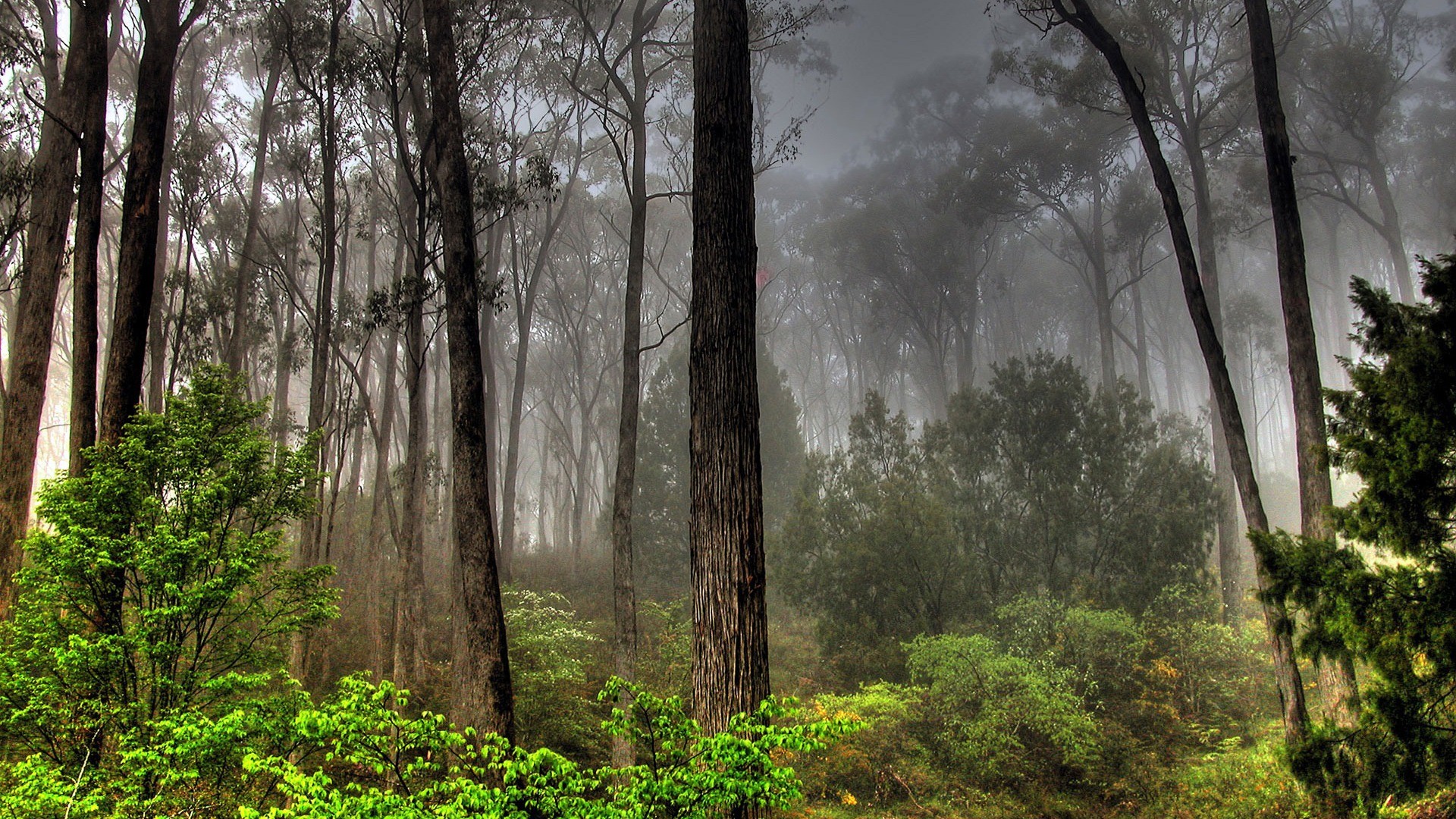 деревья, леса, туман - обои на рабочий стол