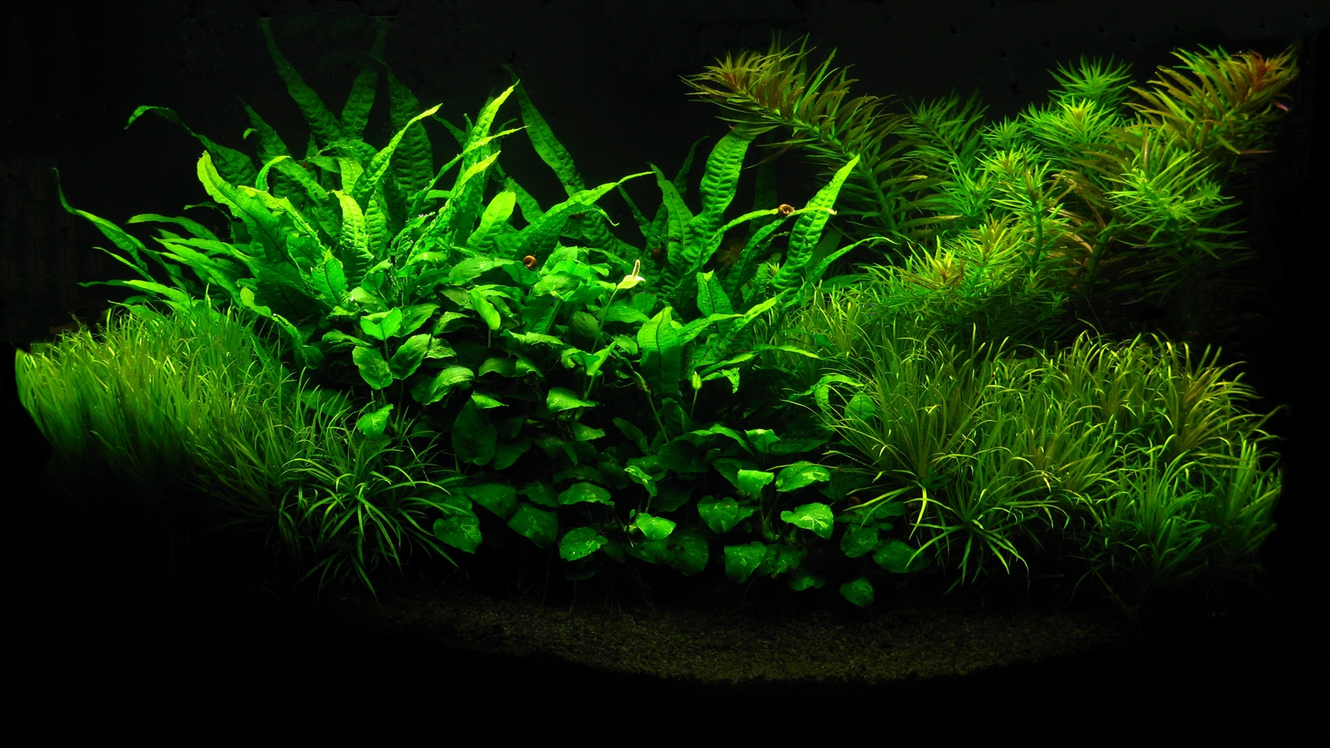 растения, аквариум - обои на рабочий стол