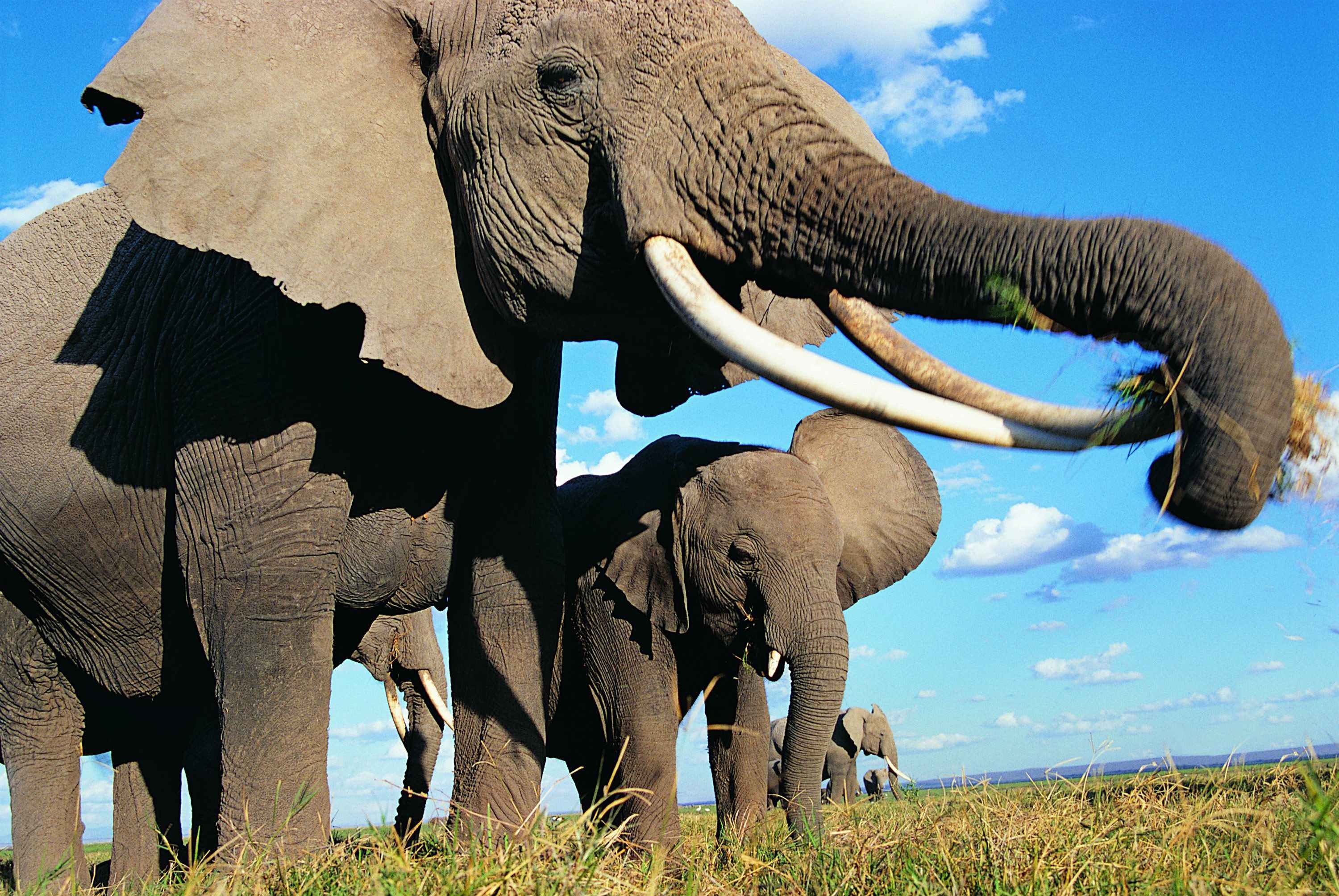 Сколько диких слонов. Слон хоботные. Бивни африканского слона. Африканские слоны хоботные. Африканский слон с большими бивнями.