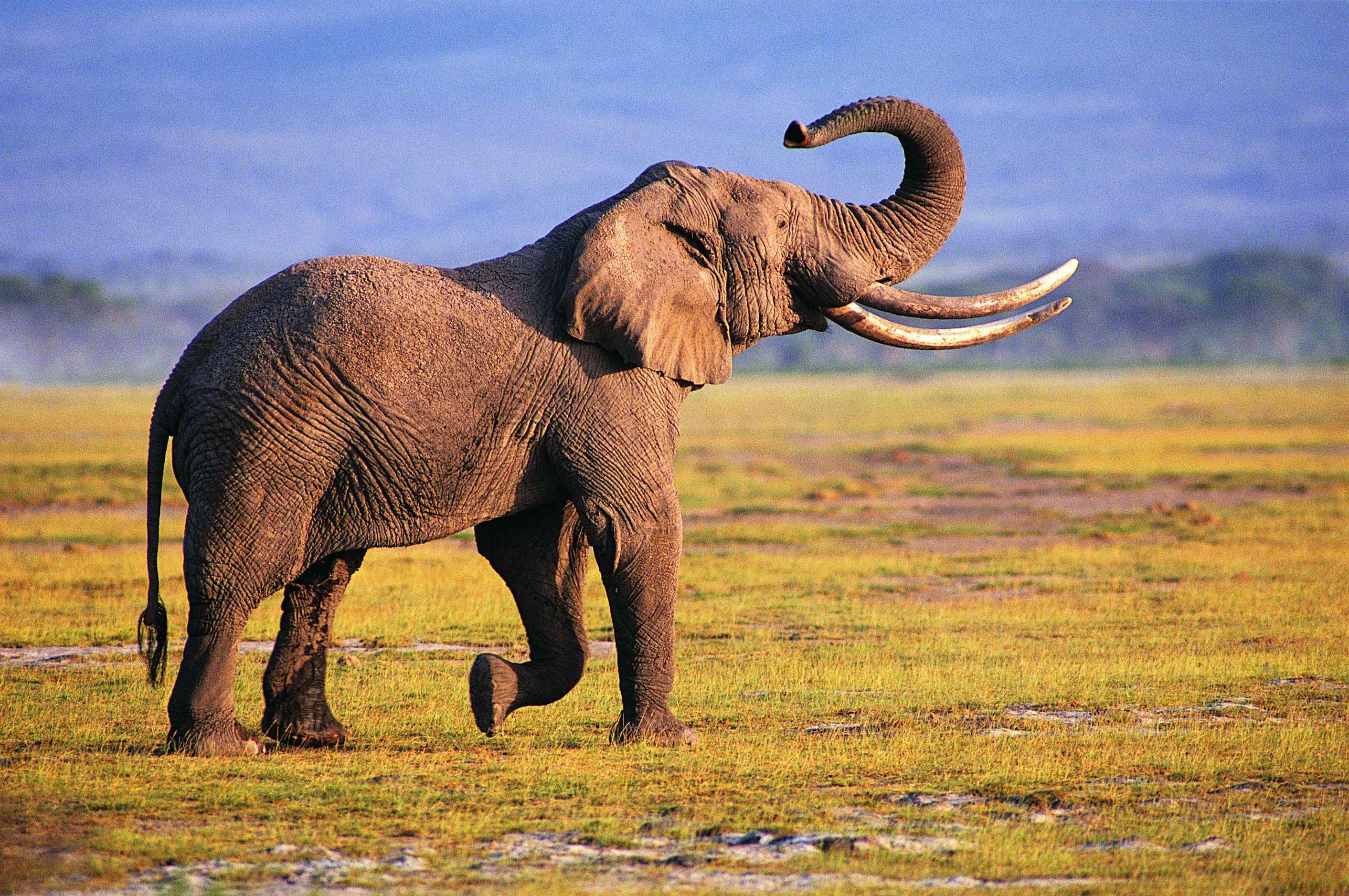 Внешний вид слонов. Африканский слон. Африканский саванный слон. Н Л О. Красивый слон.
